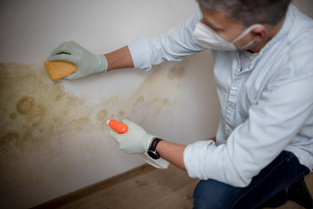 Best Attic Mold Removal  in Strathmore, CA