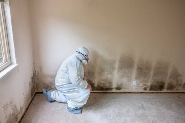 Best Mold Removal Specialists  in Strathmore, CA