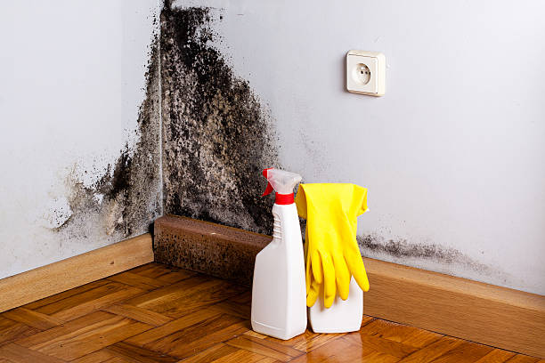 Office Mold Removal Services in Strathmore, CA
